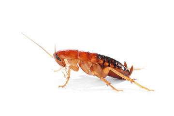 One cockroach on white background. Pest control