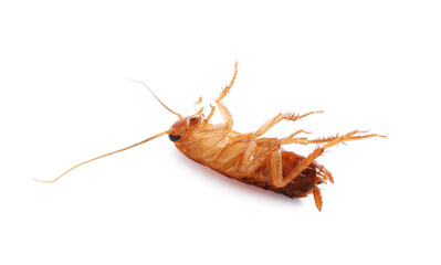 One cockroach on white background. Pest control