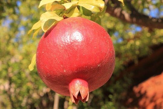 Pomegranate and orange fruits on the autumn dry leaves fall from tree. Fresh fruits growing on tree in the natural environment. Pomme granate fruit on the tree branch in autumn, October harvest time