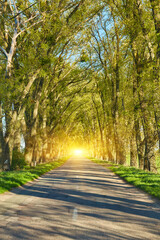 Country Road Through Tree Tunnel