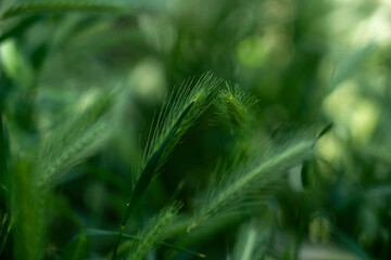 Green Barley Spikes in Field Close-Up