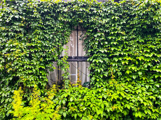window with green summer ivy