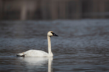 Obraz premium trumpeter swan swimming