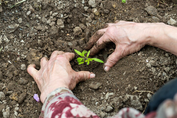 Close up of farmer's hands planting tomato seedling in soil in organic field. Garden work in spring. Traditional agriculture.