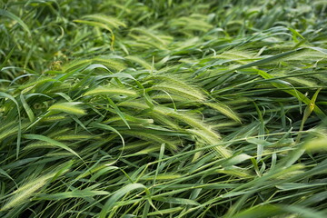 Green Barley Spikes in Field Close-Up