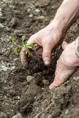 Close up of farmer's hands planting tomato seedling in soil in organic field. Garden work in spring. Traditional agriculture.