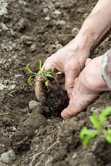 Close up of farmer's hands planting tomato seedling in soil in organic field. Garden work in spring. Traditional agriculture.
