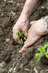 Close up of farmer's hands planting tomato seedling in soil in organic field. Garden work in spring. Traditional agriculture.