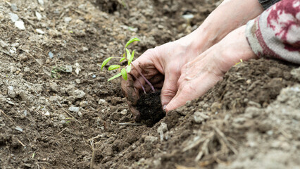 Close up of farmer's hands planting tomato seedling in soil in organic field. Garden work in spring. Traditional agriculture.