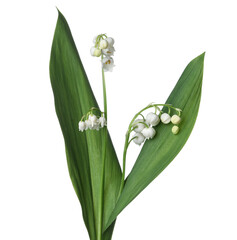Obraz premium Beautiful fragrant lily-of-the-valley flowers isolated on white