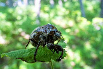 Shell of cicada larva resembles monster. Goddess Eos transformed aged disgusting husband Tithonus (Greek mythology). Mountain cicada (Cicadetta montana). Sikhote Alin, Far eastern population