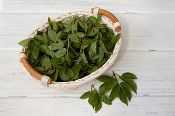 Aegopodium podagraria in a white basket on a white table