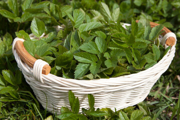 Collecting young leaves of common goutweed in a basket