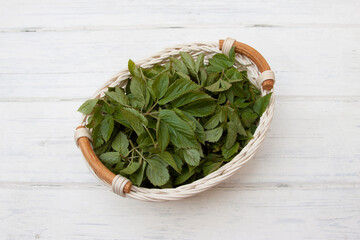 Aegopodium podagraria in a white basket