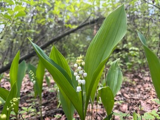 beautiful lilies of the valley