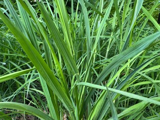 Green grass background.