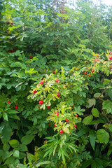 Far Eastern rose hips with fruits on the Shore of the Sea of Japan, Vladivostok