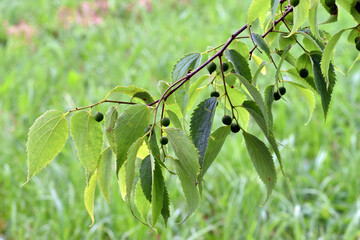 Leaves and green fruits of the European nettle tree (Celtis australis)