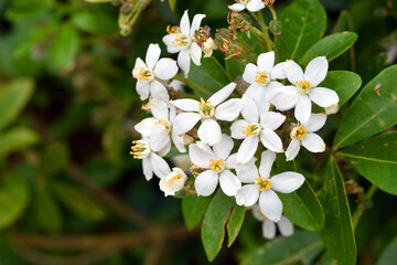 White flowers of the Mexican orange tree (Choisya ternata)
