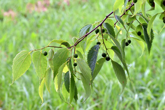 Leaves and green fruits of the European nettle tree (Celtis australis)