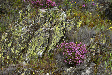 Purple flowers of the bell heather (Erica cinerea)
