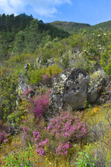 Purple flowers of the bell heather (Erica cinerea) growing among rocks