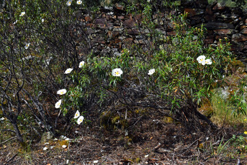 The Mediterranean shrub Cistus ladanifer