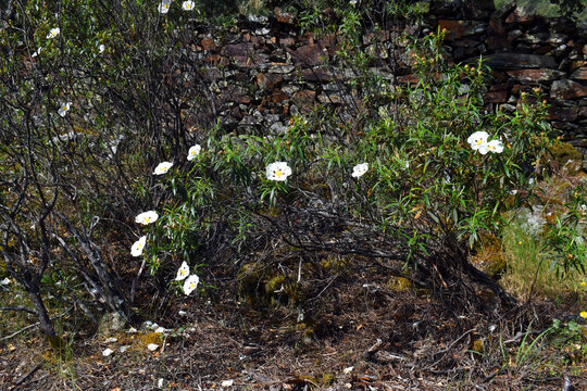 The Mediterranean shrub Cistus ladanifer