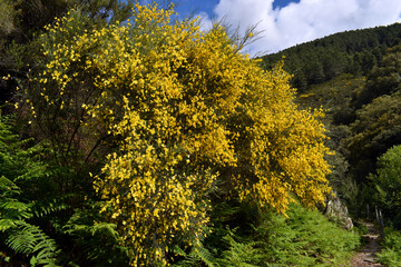 Fototapeta premium The common broom shrub (Cytisus scoparius) with its yellow flowers
