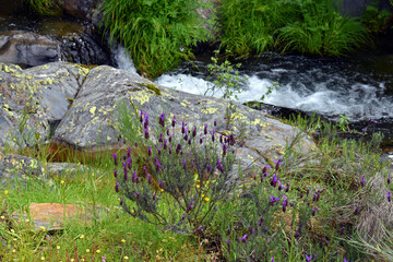 Purple flowers of Spanish Lavender (Lavandula pedunculata)