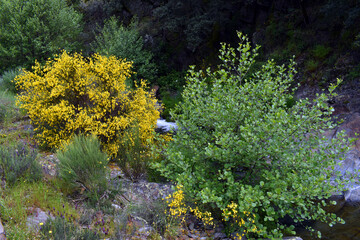 The common broom shrub (Cytisus scoparius) and an alder (Alnus glutinosa)