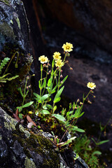 Flowers of spotted rock rose (Tuberaria guttata)