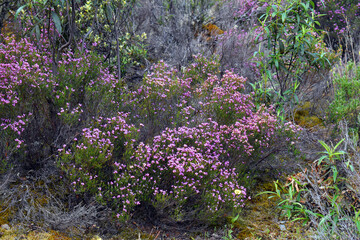 Purple flowers of the bell heather (Erica cinerea)