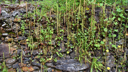 Lithophyte navelwort plant (Umbilicus rupestris) in flower