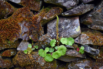 Lithophyte navelwort plant (Umbilicus rupestris) in flower