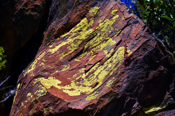 A yellow crustose lichen on a rock