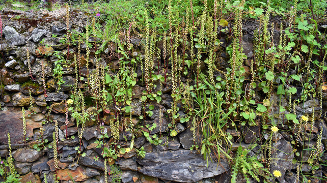 Lithophyte navelwort plant (Umbilicus rupestris) in flower