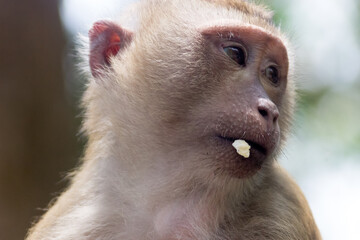 pig-tailed macaque (Macaca leonina) in Vietnam