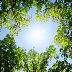 View of tree crowns and sunny sky. Summer forest landscape.