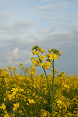 Obraz premium A blooming yellow rapeseed field under a blue sky at sunset. An annual oilseed plant of the cabbage family, which is widely used in medicine, food industry, textile production, agriculture and biofuel