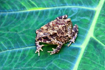 Ferguson's toad (Bufo fergusonii) in past Schneider's (dwarf) toad (Duttaphrynus scaber) amphibian to Sri Lanka and India. Picture from evergreen tropical forest of Sri Lanka