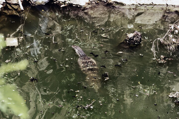 Crocodiles and monitor lizards are very resistant to water pollution. Asian water monitor (Varanus salvator) from Sri Lanka in an almost dead pond, clusters of dead organic matter
