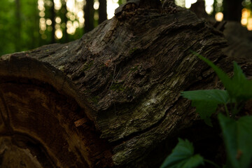 Cut old tree trunk in the forest. Textured brown upper burk of felled log. Closeup portrait. Natural evening colors