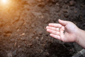 A child’s hand holds tiny seeds above dark soil, ready for planting. This close-up scene symbolizes growth, nurturing, and the beginning of sustainable gardening and nature connection.
