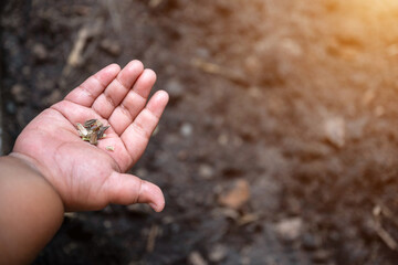 A child’s hand holds tiny seeds above dark soil, ready for planting. This close-up scene symbolizes growth, nurturing, and the beginning of sustainable gardening and nature connection.