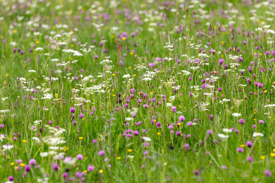 Fleurs de prairies dans les Vosges