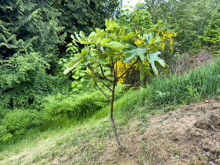 Newly planted fig fruit tree in field during late spring
