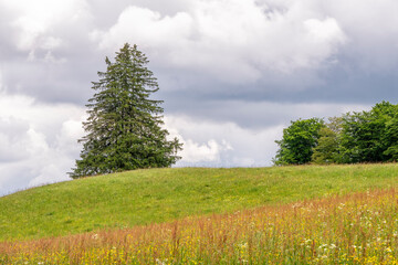 Prairie fleurie de montagne et arbres