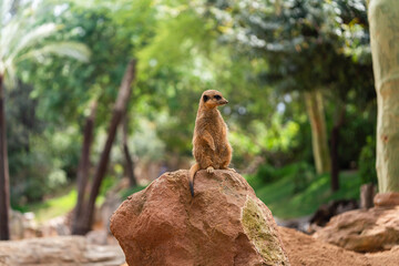 The meerkat or suricate is a small mongoose found in southern Africa. Suricata up on a rock High quality photo