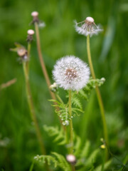 Fleurs de pissenlits en gros plan avec bokeh